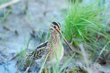 Faune des marais<br>NIKON D700, 500 mm, 1100 ISO,  1/250 sec,  f : 5.6 